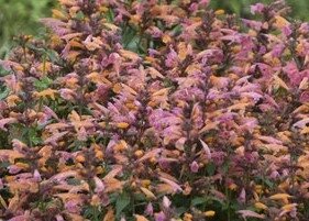 Agastache Mango Tango 2 Litre
