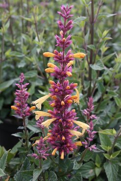 Agastache Peachie Keen 2 Litre