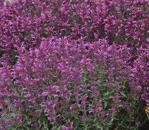 Agastache Rosie Posie 2 Litre