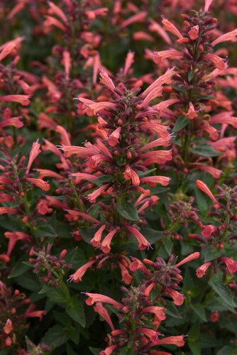 Agastache Summerlong Coral 2 Litre