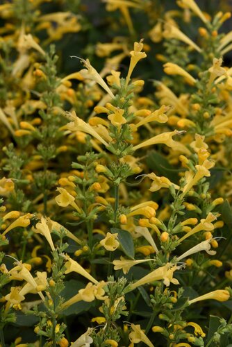 Agastache Summerlong Lemon 2 Litre