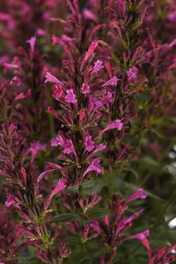 Agastache Summerlong Lilac 2 Litre