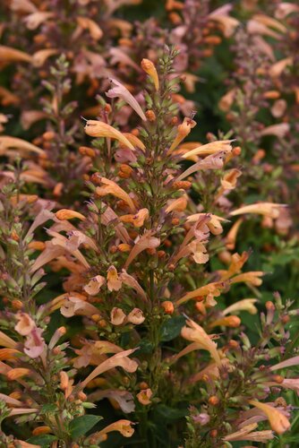 Agastache Summerlong Peach 2 Litre