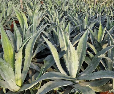 Agave Americana Large 12 Litre - image 1