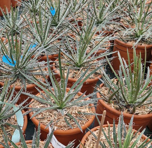 Agave in variety 8 Litre - image 2