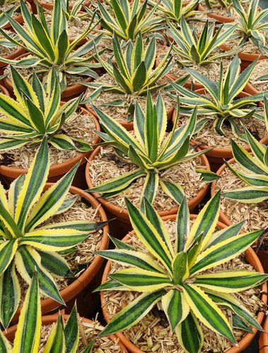 Agave in variety 8 Litre - image 1