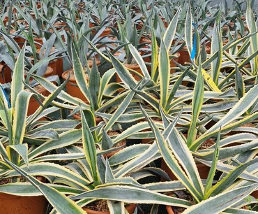 Agave in variety 8 Litre - image 4