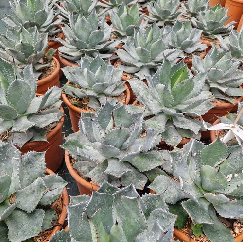 Agave in variety 8 Litre - image 3