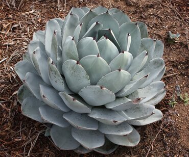 Agave Parryi Truncata 6 Litre - image 1