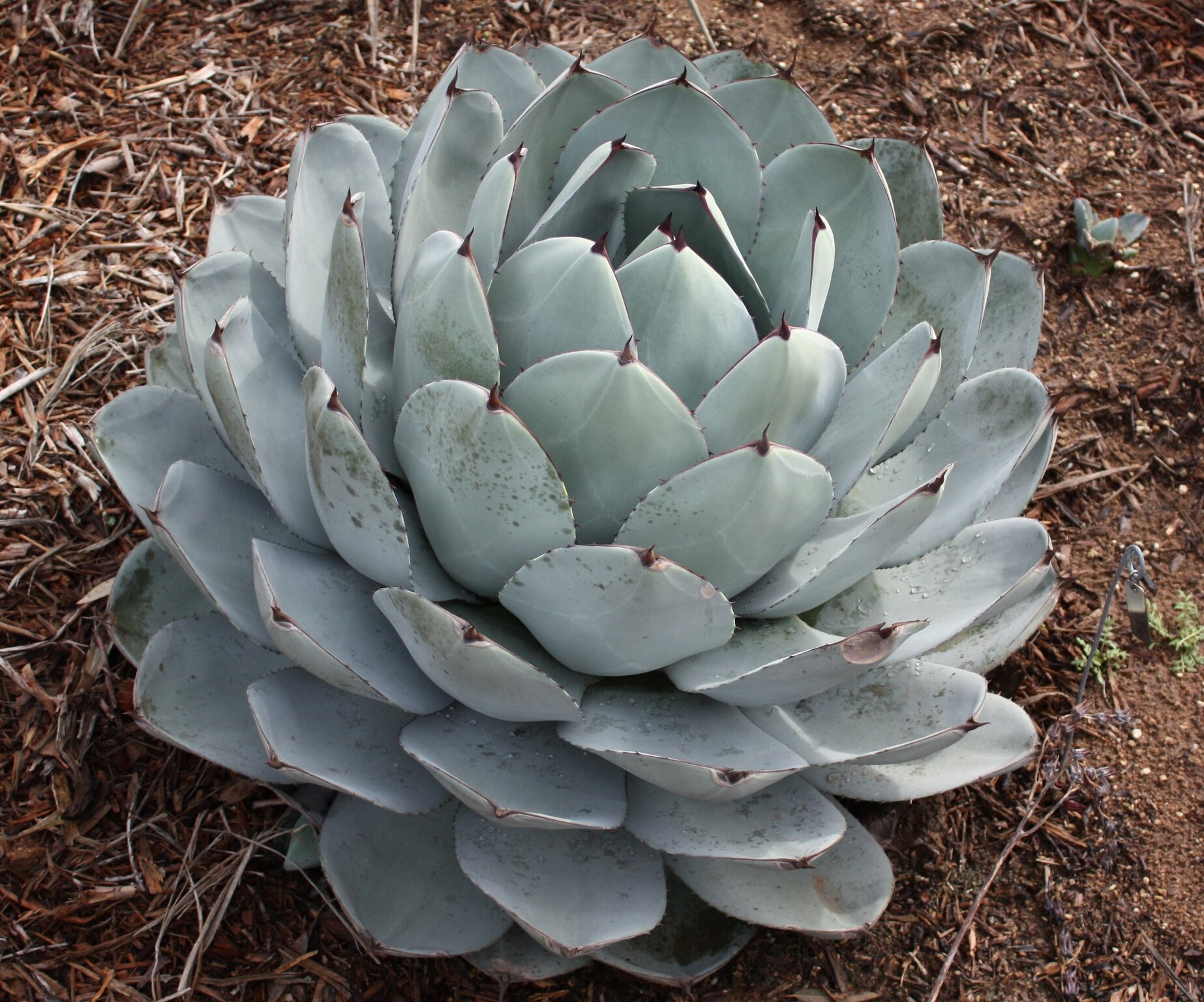 アガベ Agave parryi ssp. truncata 257 Agave Parryi Truncata 6 Litre - Stewarts Garden Centre