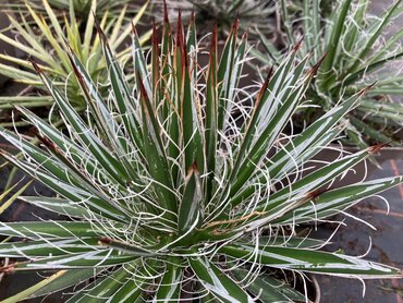 Agave schidigera White Stripe 3 Litre