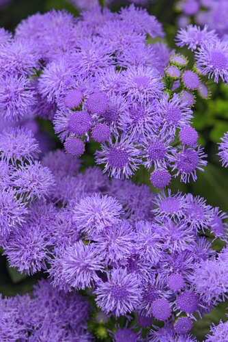 Ageratum Blue Jumbo Six Pack