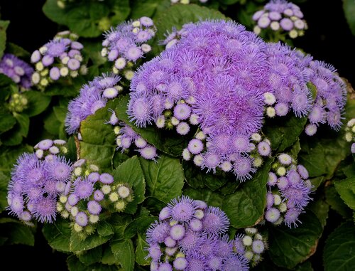 Ageratum Blue Six Pack