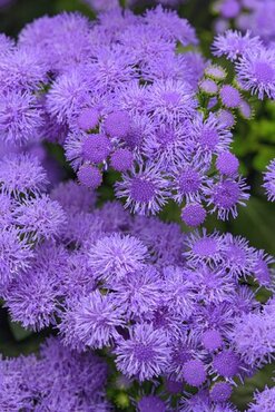 Ageratum Violet Blue 10.5cm