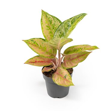 Aglaonema Pink Surprise 12cm