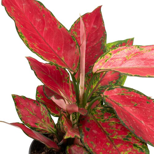 Aglaonema Red Surprise 12cm