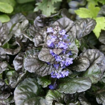 Ajuga 'Black Scallop' 2 Litre