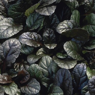 Ajuga Braunherz 10.5cm