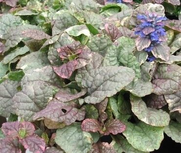 Ajuga 'Burgundy Glow' 2 Litre