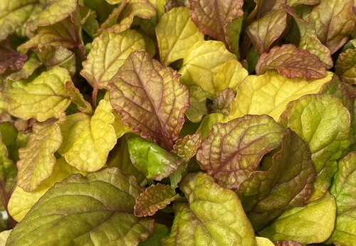 Ajuga Golden Beauty 10.5cm