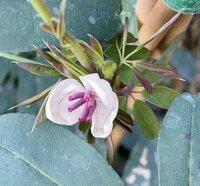 Akebia (Chocolate Vine)