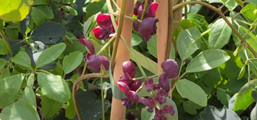 Akebia quinata 3 Litre
