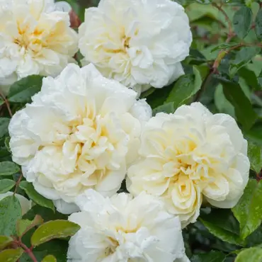 Alberic Barbier Rambling Rose 6 Litre