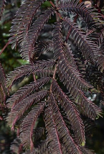Albizia Chocolate Fountain 6 Litre - image 1