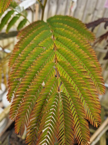 Albizia Evey`s Pride 12 Litre - image 1