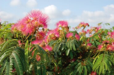 Albizia Ombrella 12 Litre