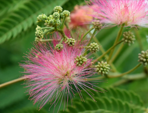 Albizia Ombrella 16.5 Litre