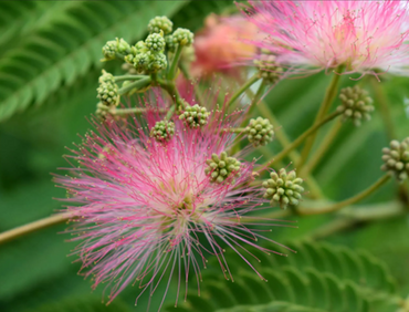 Albizia Ombrella 16.5 Litre