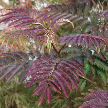 Albizia Summer Chocolate 12 Litre - image 1