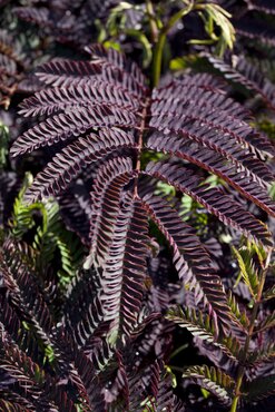 Albizia Summer Chocolate 12 Litre