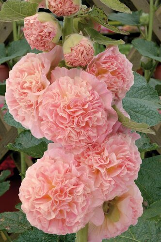 Alcea Rosea Plena Chater's Apricot 9cm