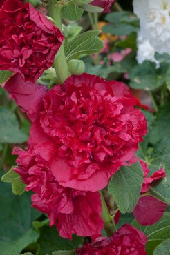 Alcea Rosea Plena Chater's Red 9cm