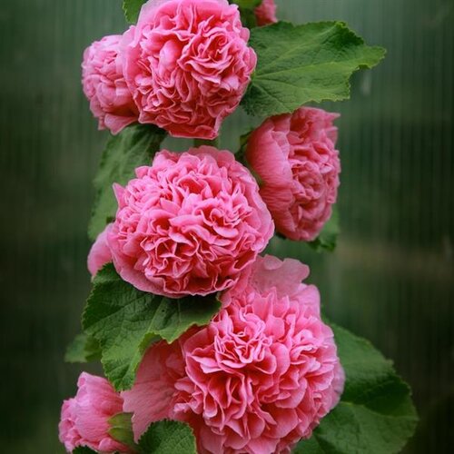 Alcea Rosea Plena Chater's Rose 9cm