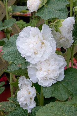 Alcea Rosea Plena Chater's White 9cm