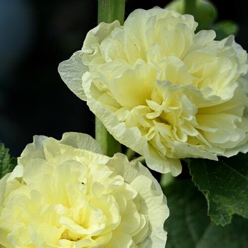 Alcea Rosea Plena Chater's Yellow 9cm