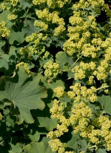 Alchemilla Irish Silk 1 Litre