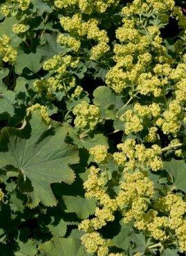 Alchemilla Irish Silk 1 Litre
