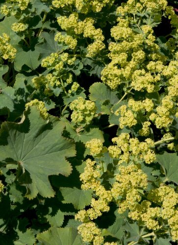 Alchemilla Irish Silk 2 litre