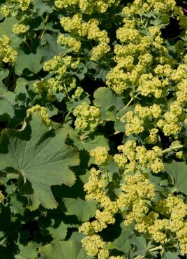 Alchemilla Irish Silk 2 litre