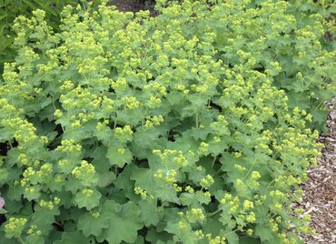 Alchemilla Mollis 9cm