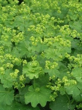 Alchemilla Mollis 9cm