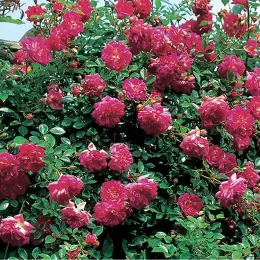 Alexander Girault Rambling Rose 6 Litre