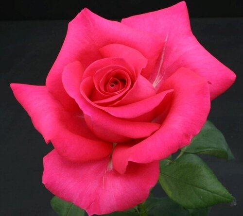 All My Loving Bush Rose 3 Litre - image 1