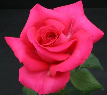 All My Loving Bush Rose 3 Litre - image 2