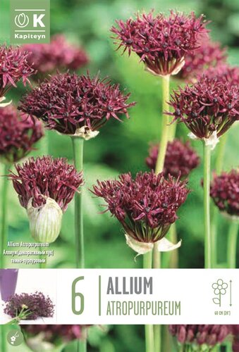 Allium Atropurpureum