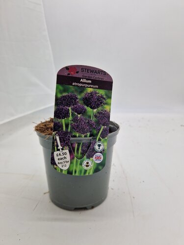 Allium Atropurpureum Potted Bulb 1 Litre